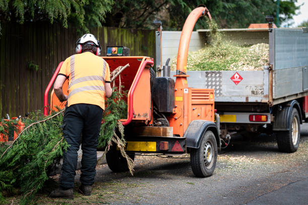 How Our Tree Care Process Works  in  London, KY