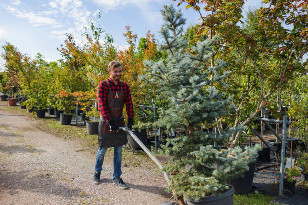  London, KY Tree Care Services Pros